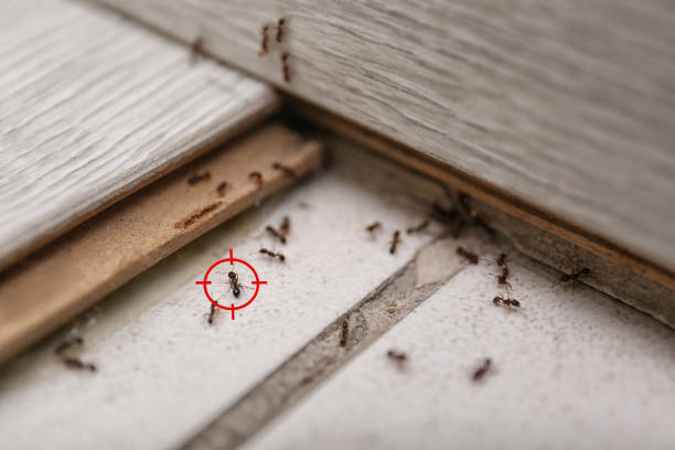 Best Ant Control Services  in Marist College, NY