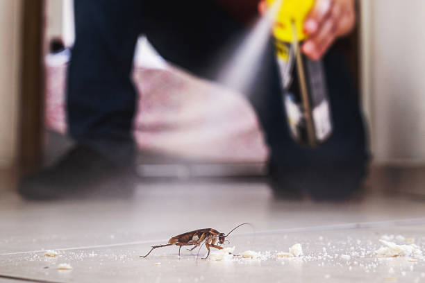Best Flea Control Services  in Marist College, NY
